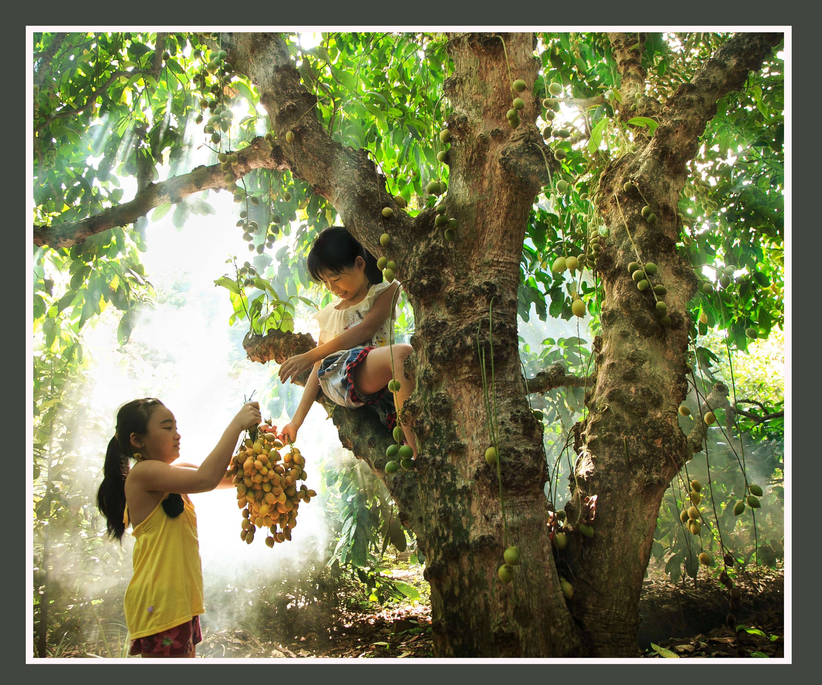 Điểm tham quan vườn cây ăn trái Lái Thiêu, TP. Thuận An