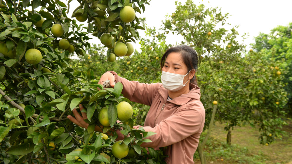 Xúc tiến tiêu thụ nông sản tỉnh Bắc Giang vào ngày 11/11