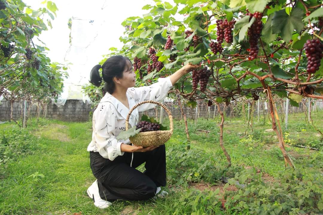 Nho Hạ Đen được trồng tại Lục Ngạn – Mô hình du lịch nông nghiệp trải nghiệm thu hoạch 