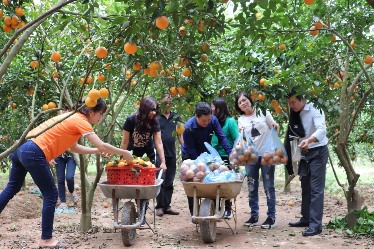 Lục Ngạn tập chung xây dựng, tăng cường kết nối phát triển du lịch sinh thái cộng đồng vườn cây ăn quả