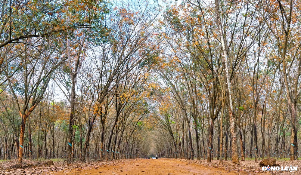 Mê mẩn rừng cao su Bình Phước mùa thay lá