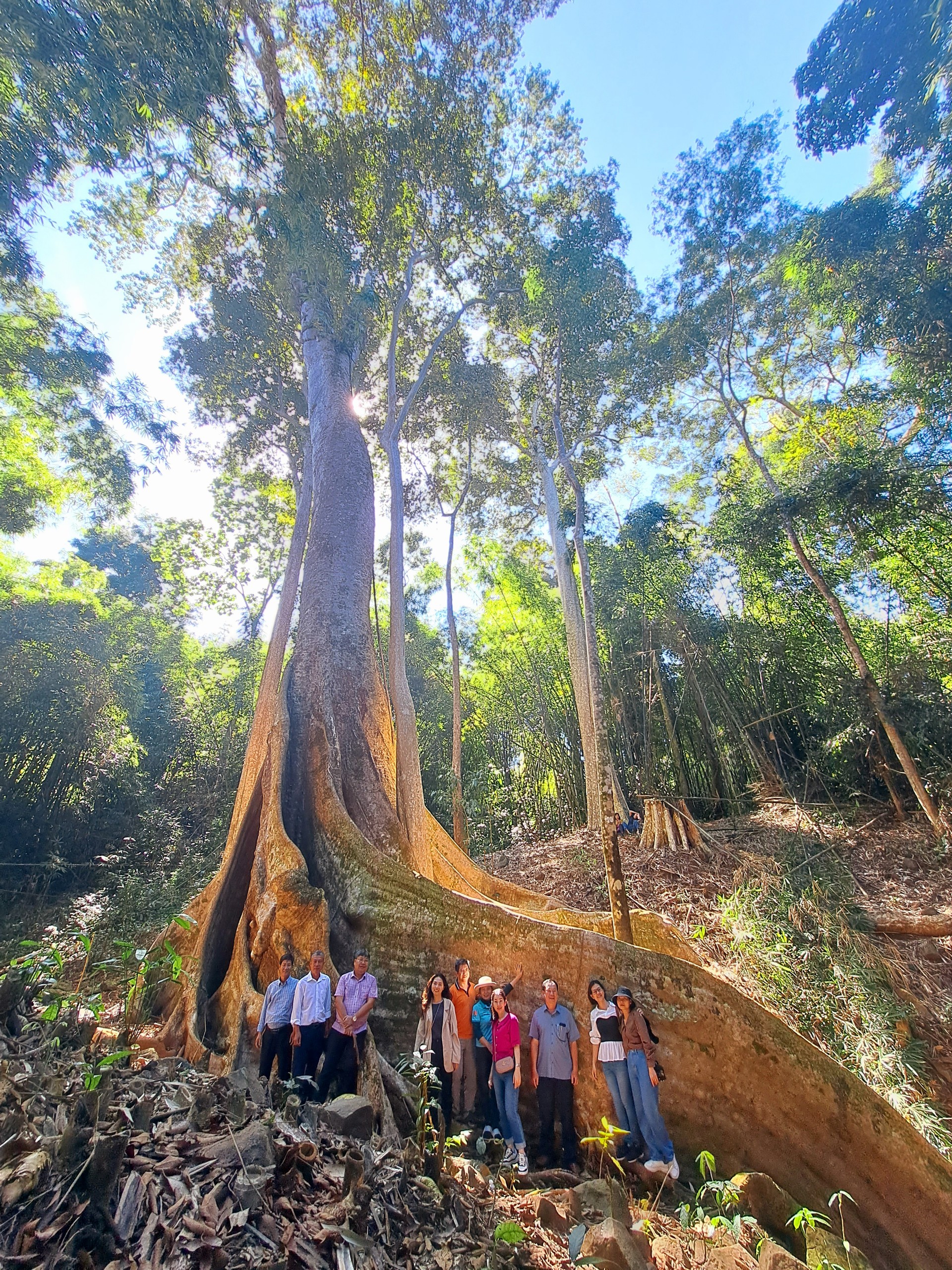 Khám phá sự hùng vĩ của cây di sản ở Vườn Quốc gia Bù Gia Mập |Bình Phước đất và người ||BPTV