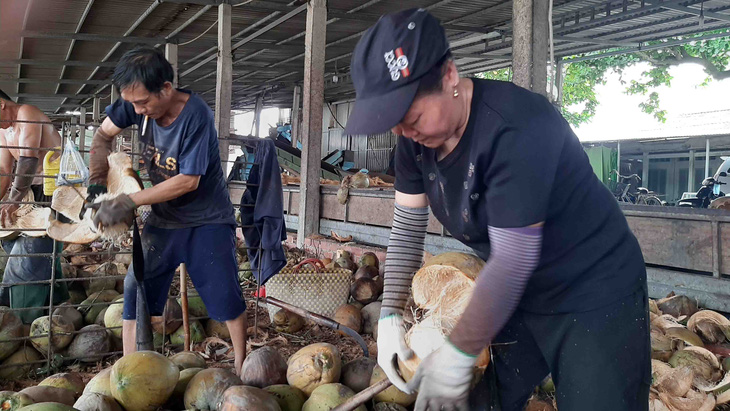 Unique Ben Tre floating coconut market - Episode 2: A good profession of 'shedding blood to make money'