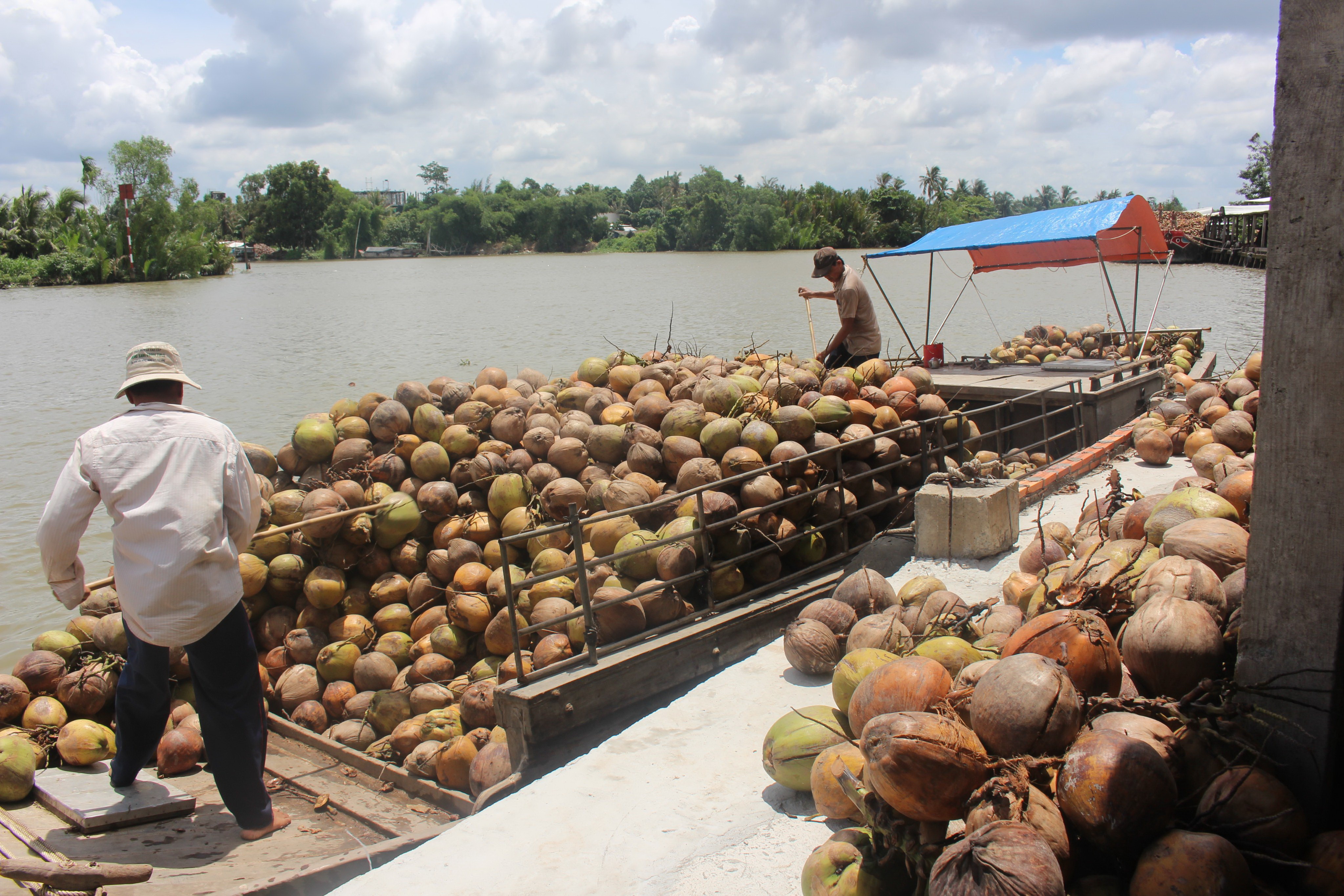 Unique Ben Tre floating coconut market - Episode 3: Variation of once-discarded dried coconut water