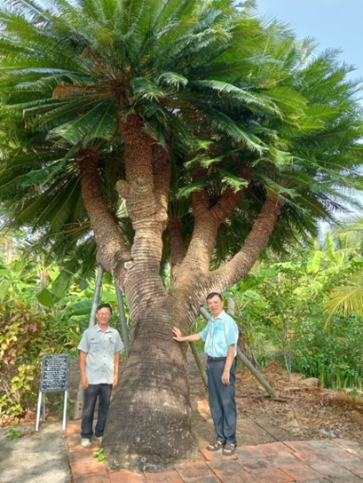 CÂY THIÊN TUẾ ĐÌNH PHÚ NHUẬN, THÀNH PHỐ BẾN TRE ĐƯỢC CÔNG NHẬN LÀ CÂY DI SẢN VIỆT NAM