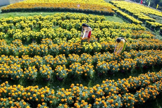 Chợ Lách sắp ra mắt đường hoa kiểng dài nhất Việt Nam