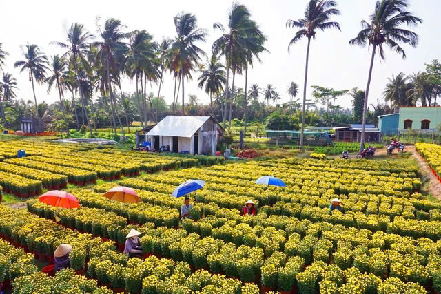 Sắp có lễ hội hoa - kiểng lớn ở Bến Tre, nông dân tỉ phú "lấn sân" làm du lịch