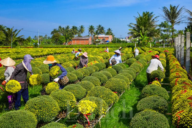 Lễ hội hoa kiểng Chợ Lách: Ngày hội của cộng đồng những nhà vườn thông minh và sáng tạo