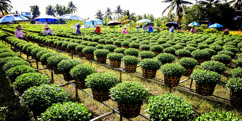 Bến Tre: Làng Hoa kiểng Chợ Lách nhộn nhịp vào Xuân