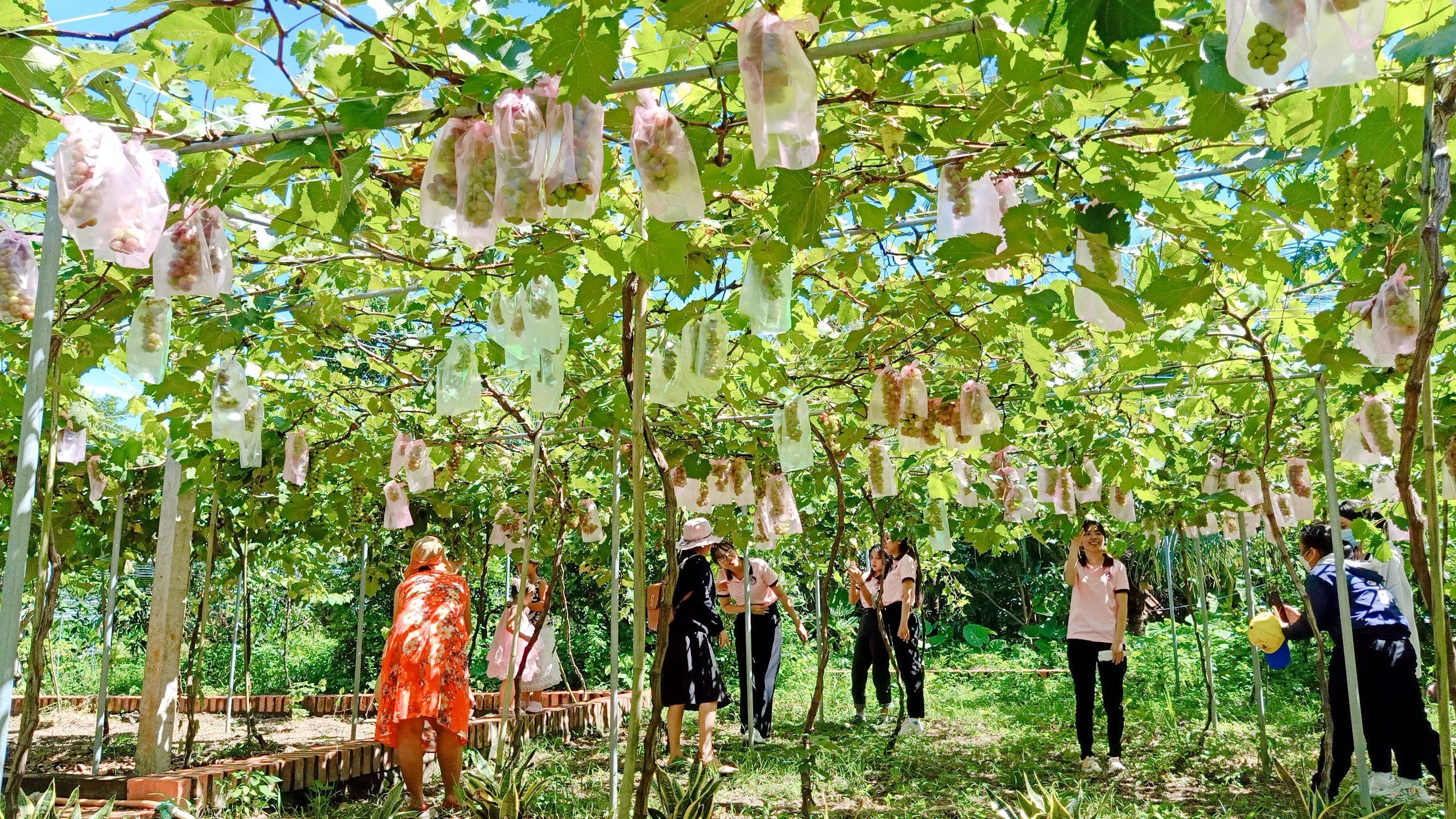 Developing agricultural tourism in Ben Tre