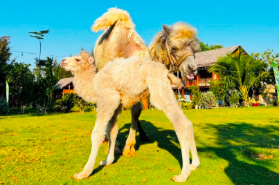 The first camel was born in Binh Thuan
