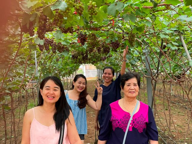 Vườn nho, dưa lưới công nghệ cao ở Bình Thuận “hút” khách