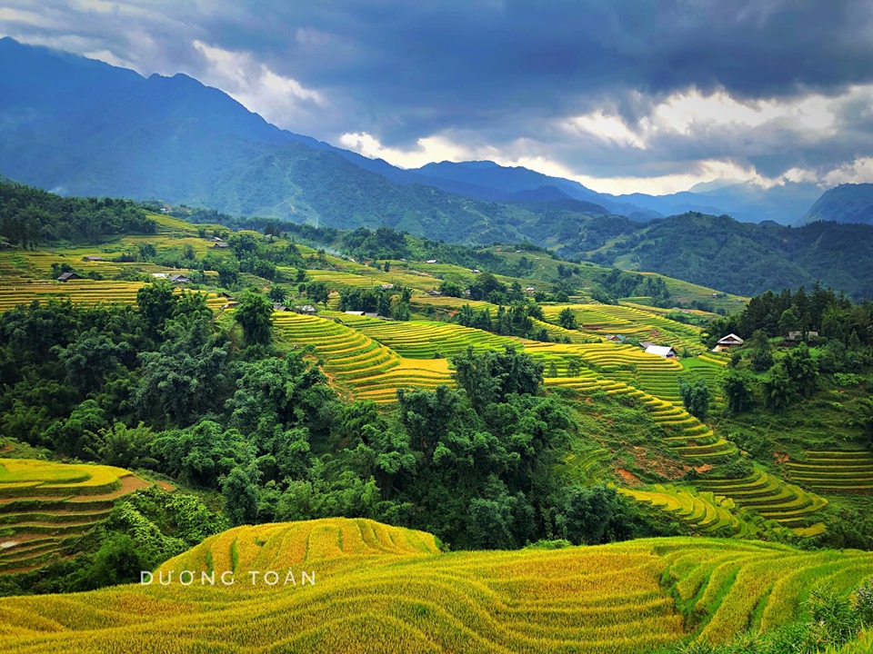 Do not forget to see the golden rice season when come to Sa Pa