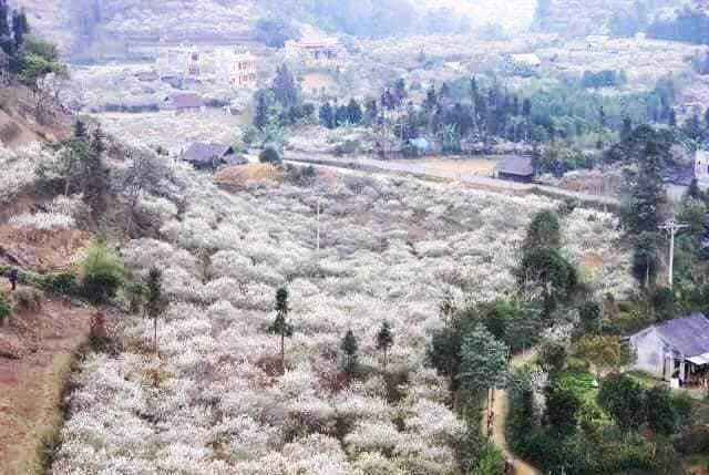 Blooms white plum in white highland plateau – Bac Ha
