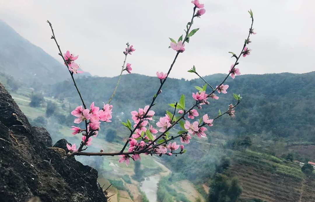 Lao Cai bright peach blossom welcomes the Lunar year