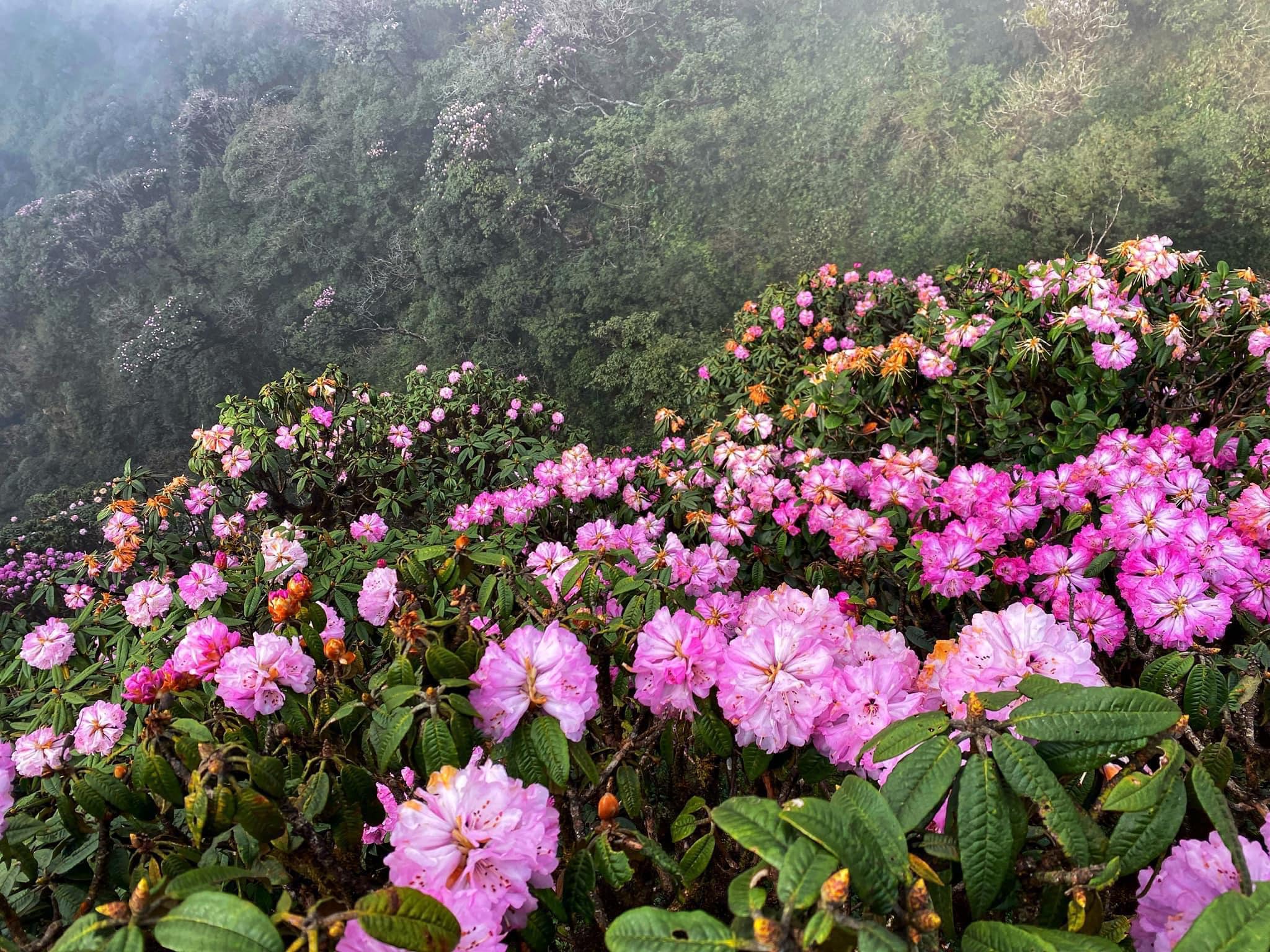 Khám phá mùa hoa đỗ quyên ở Lào Cai