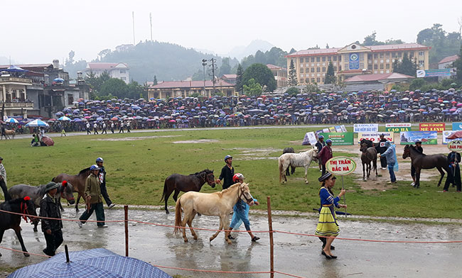 Bắc Hà tổ chức Giải đua ngựa truyền thống huyện Bắc Hà mở rộng năm 2020