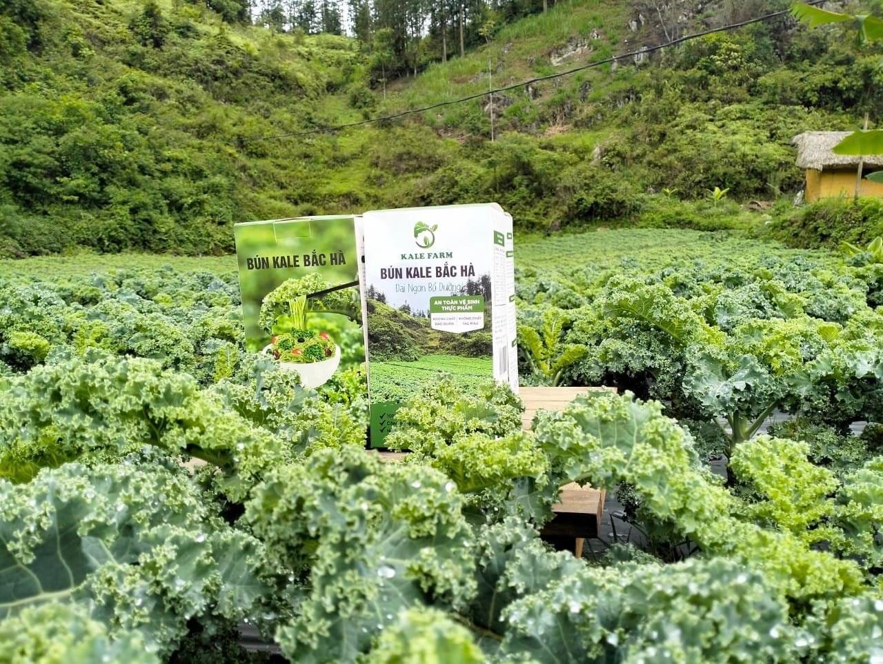 Tham quan trải nghiệm tại trang trại Kale (Kale farm) ở Bắc Hà
