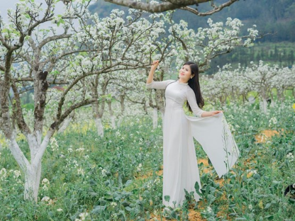 Bac Ha Pear Blossom Season