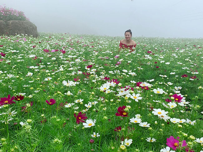 Du khách thích thú Check in những ruộng hoa Sao Nháy đang nở rộ tại Sa Pa, Lào Cai