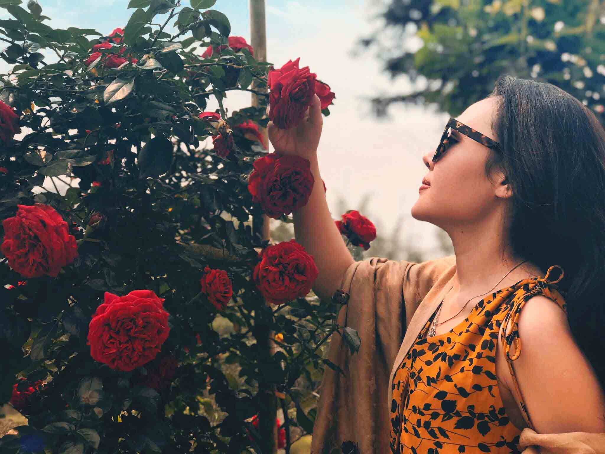 Vườn hồng cổ Sa Pa điểm đến yêu thích của những người yêu hoa