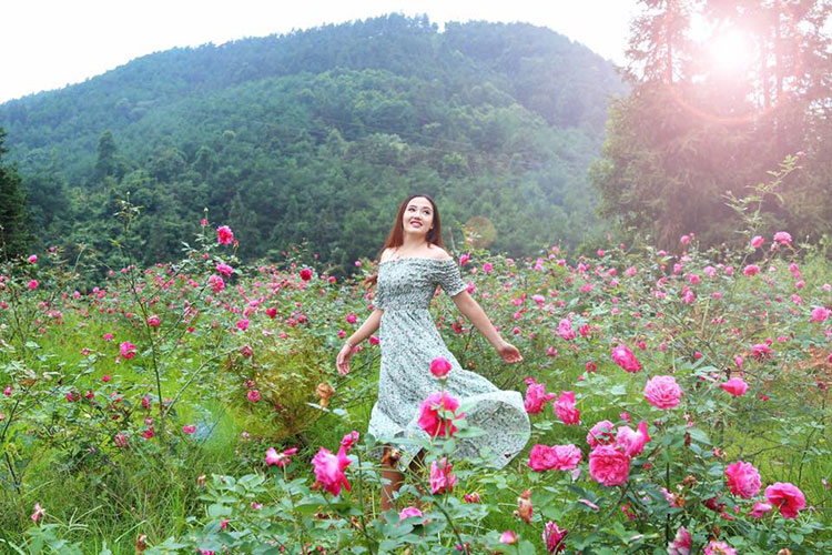 Immerse yourself in the rose garden at km7, Bac Ha, Lao Cai
