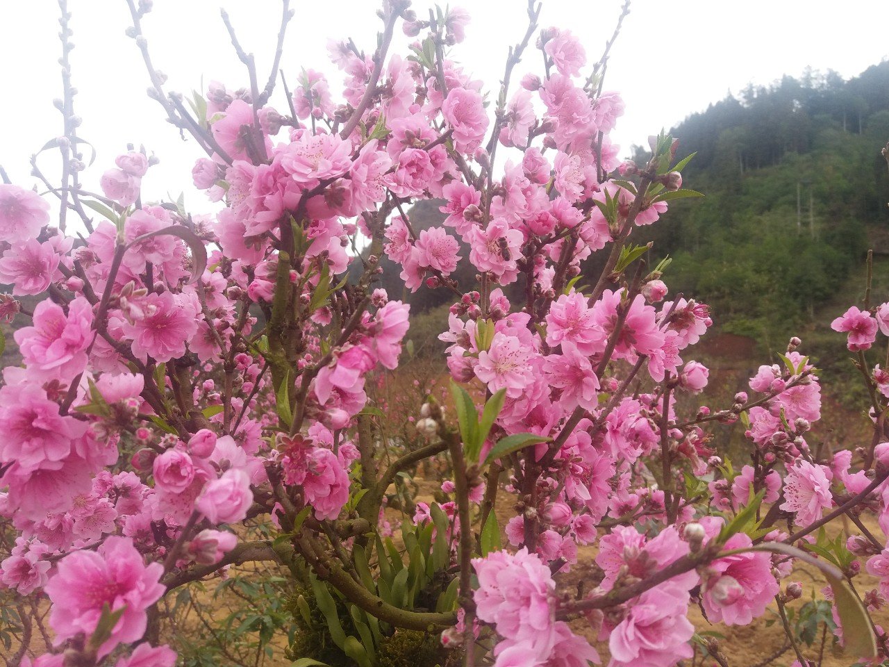 Hoa đào nở đánh thức mùa xuân Lào Cai về