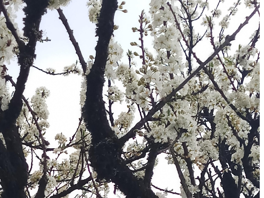 Tháng 3 ngắm hoa mận tràn ngập tại trung tâm thị xã Sapa