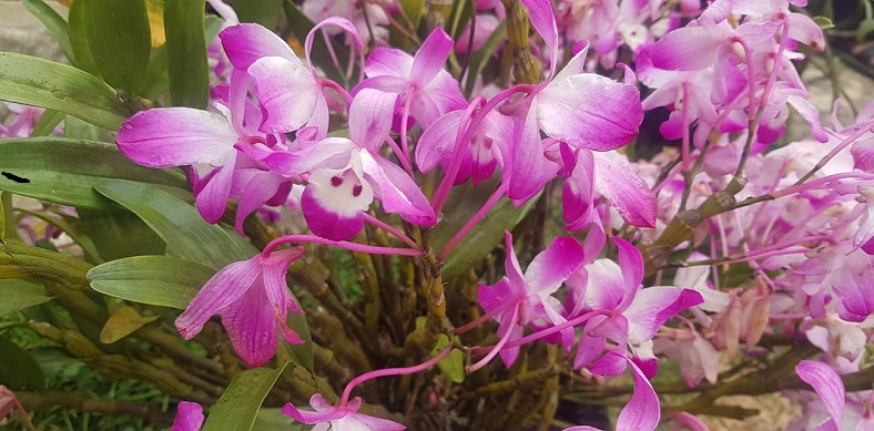 Hoang Lien Mountain – The Paradise Of Orchids