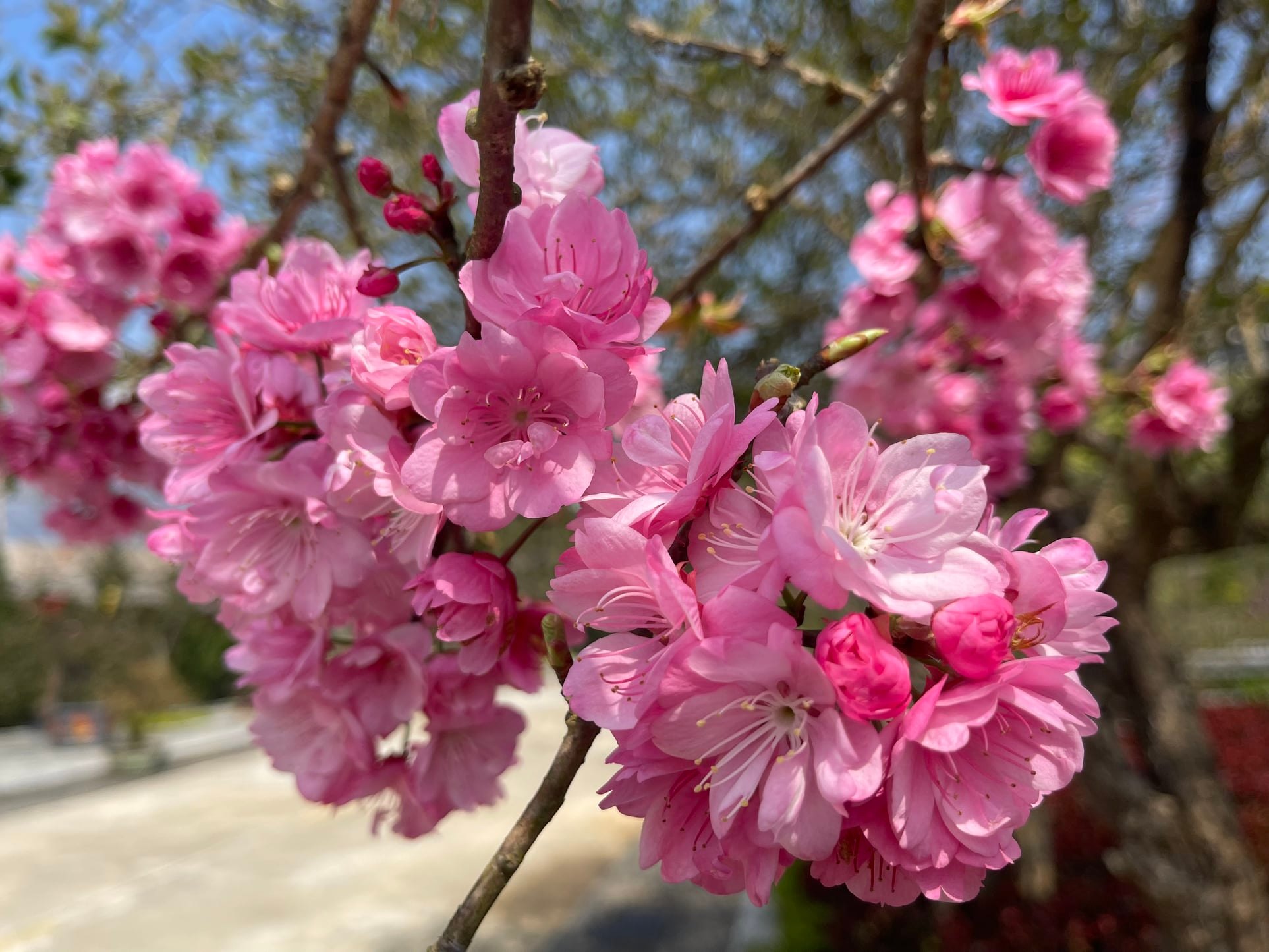 Sapa Cherry blossom