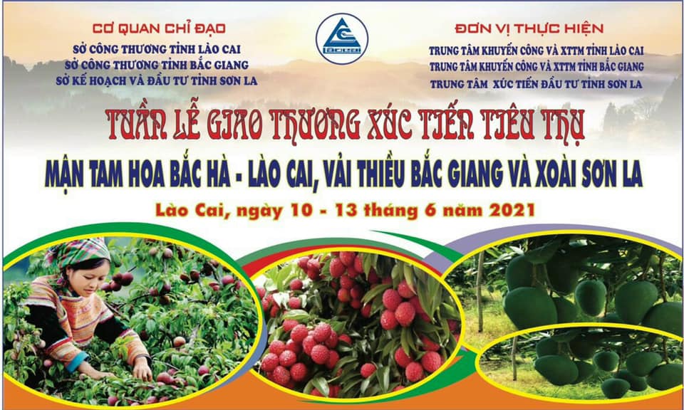 Tuần lễ giao thương xúc tiến tiêu thụ mận Tam Hoa - Bắc Hà, Vải Thiều - Bắc Giang, Xoài - Sơn La tại thành phố Lào Cai