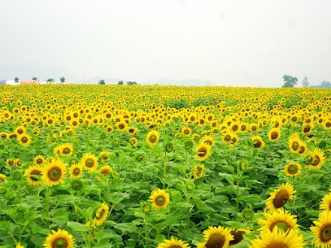 SUN FLOWERS FIELD AND TH CORPORATIONS' FARM