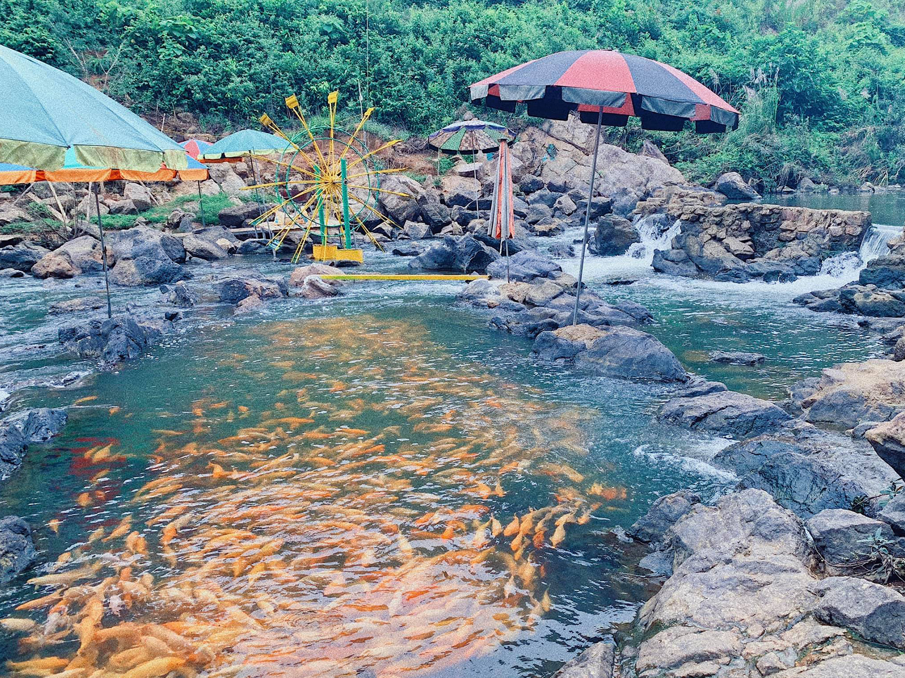 Suối cá vàng khe Tọ - Nghĩa Trung, Nghĩa Đàn
