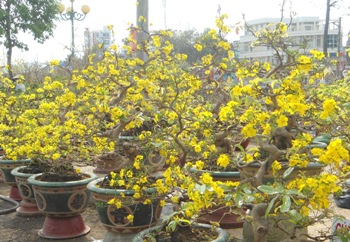 THÚ CHƠI HOA KIỂNG NGÀY TẾT
