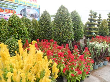 THÚ CHƠI HOA KIỂNG NGÀY TẾT