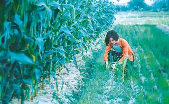 Thái Bình định hướng phát triển du lịch nông nghiệp