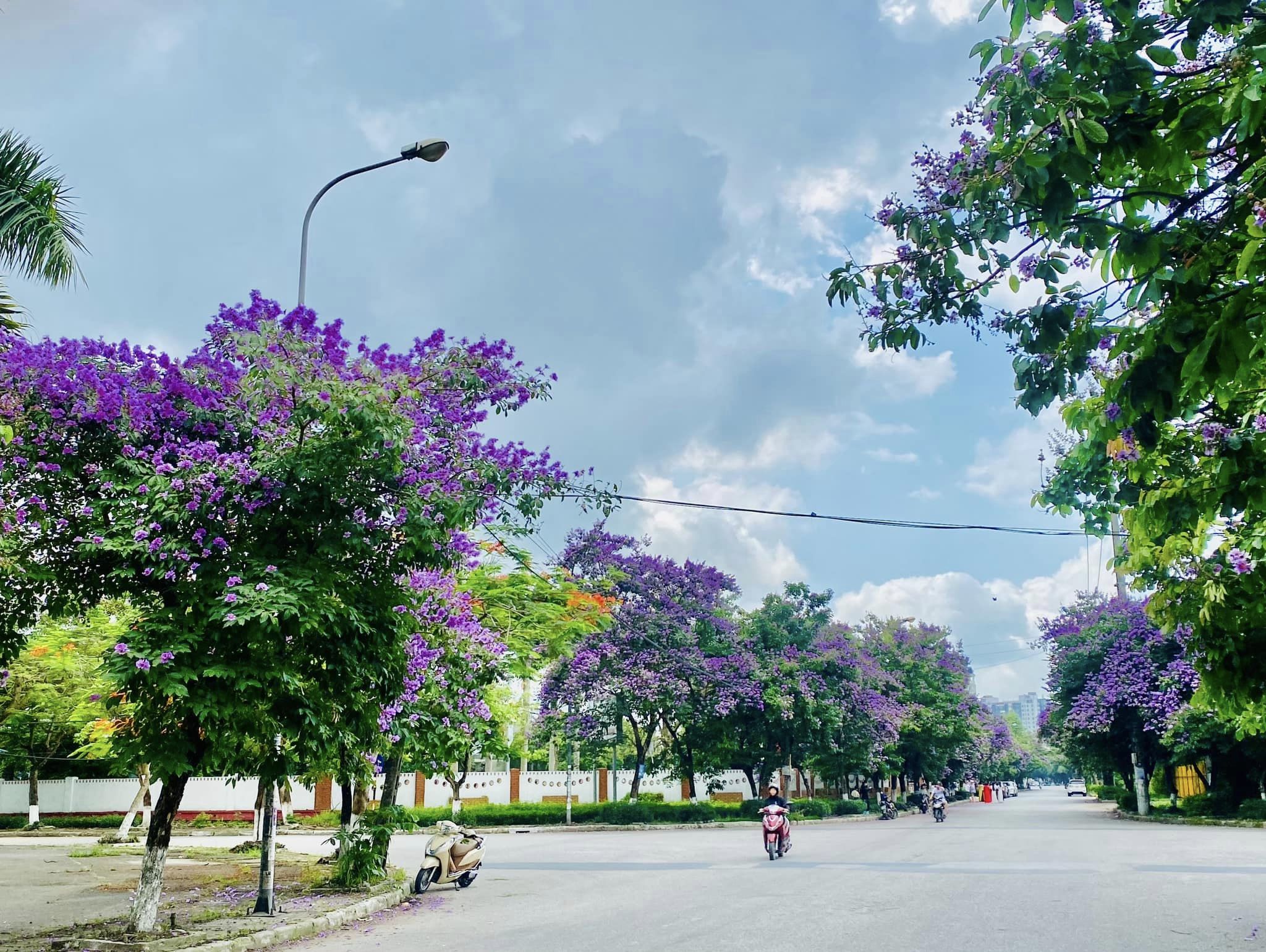 Thành phố Thái Bình đẹp dịu dàng với sắc tím của hoa bằng lăng 