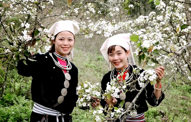 Hong Thai in pear blossom season