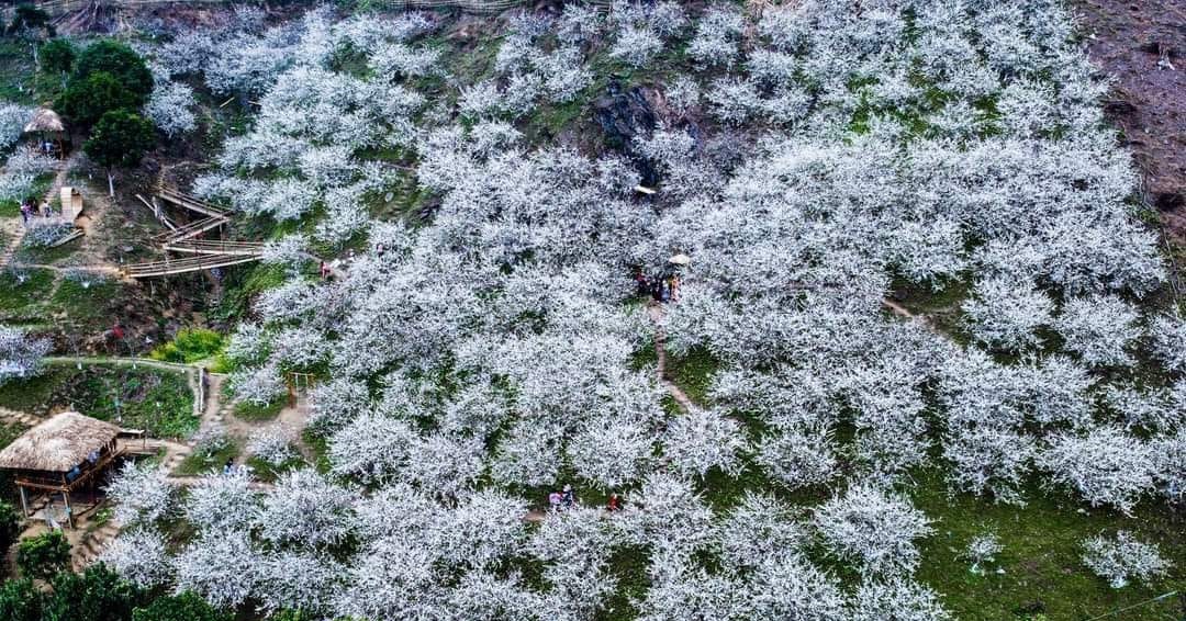 PURE WHITE PLUM FLOWERS ATTRACT TOURISTS TO TUYEN QUANG