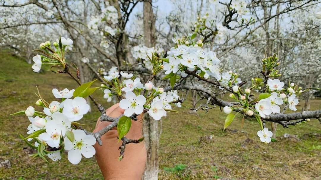 Sắc trắng mùa hoa Lê - Hồng Thái
