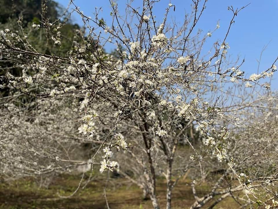 The plum blossom garden is surprisingly beautiful in the white forest in Na La - Son Phu