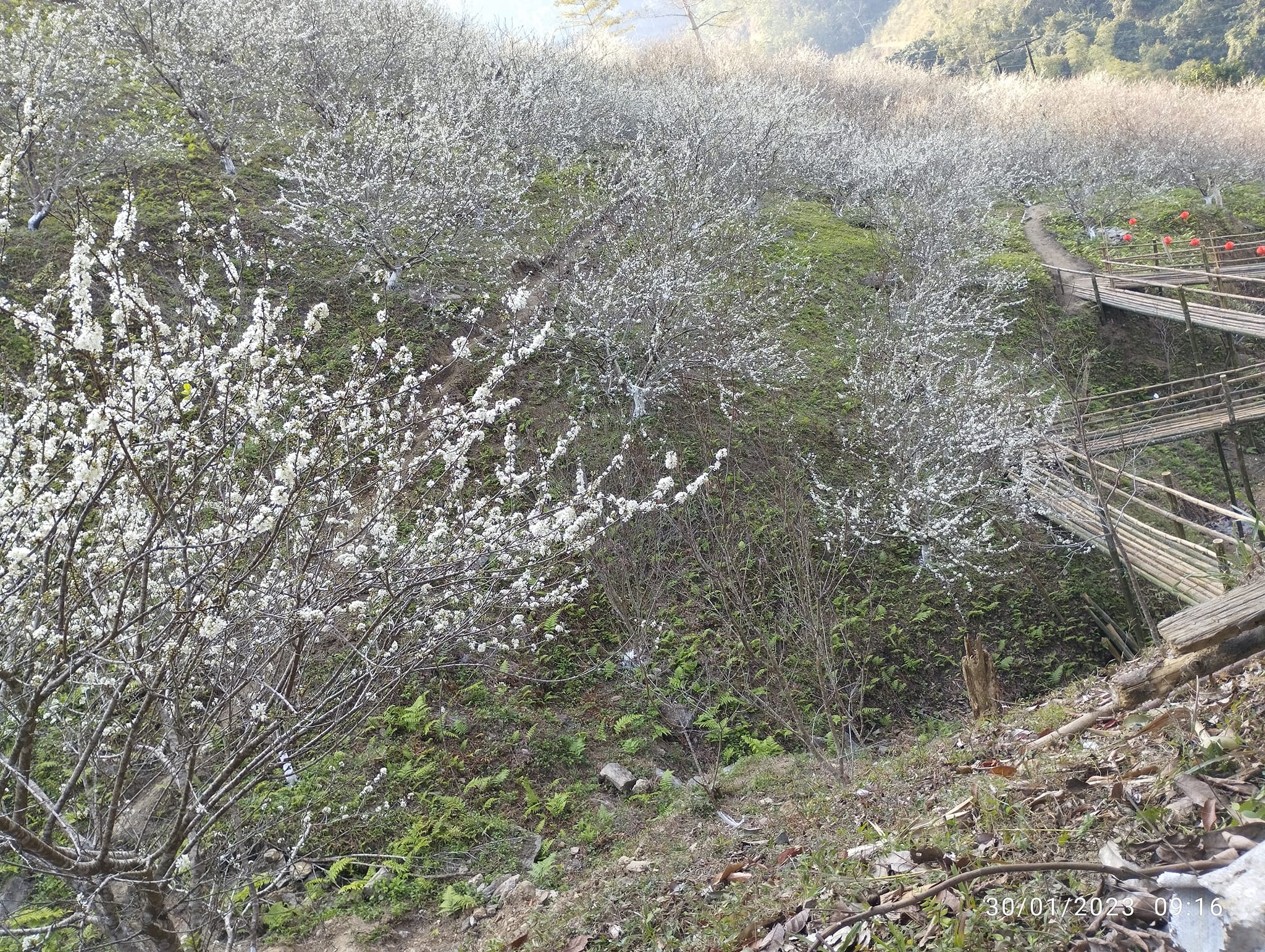 Spring colors of plum blossoms in Na Hec 2023