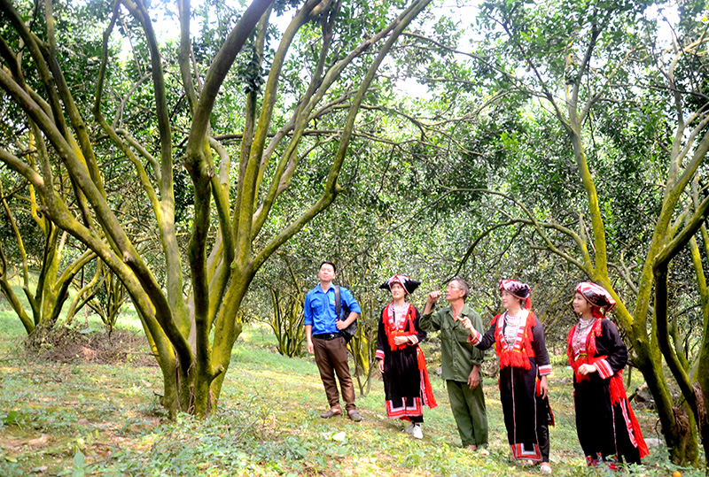 Ham Yen develops agricultural tourism 