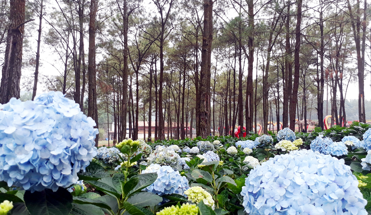 Valley of flowers in the middle of "Miniature Da Lat"