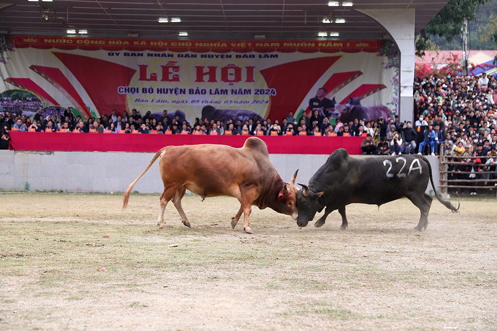Hấp dẫn Lễ hội chọi bò huyện Bảo Lâm 2024