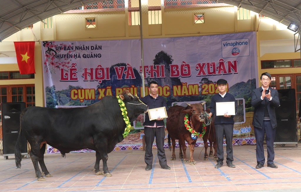 Hà Quảng: Hội thi bò xuân năm 2020