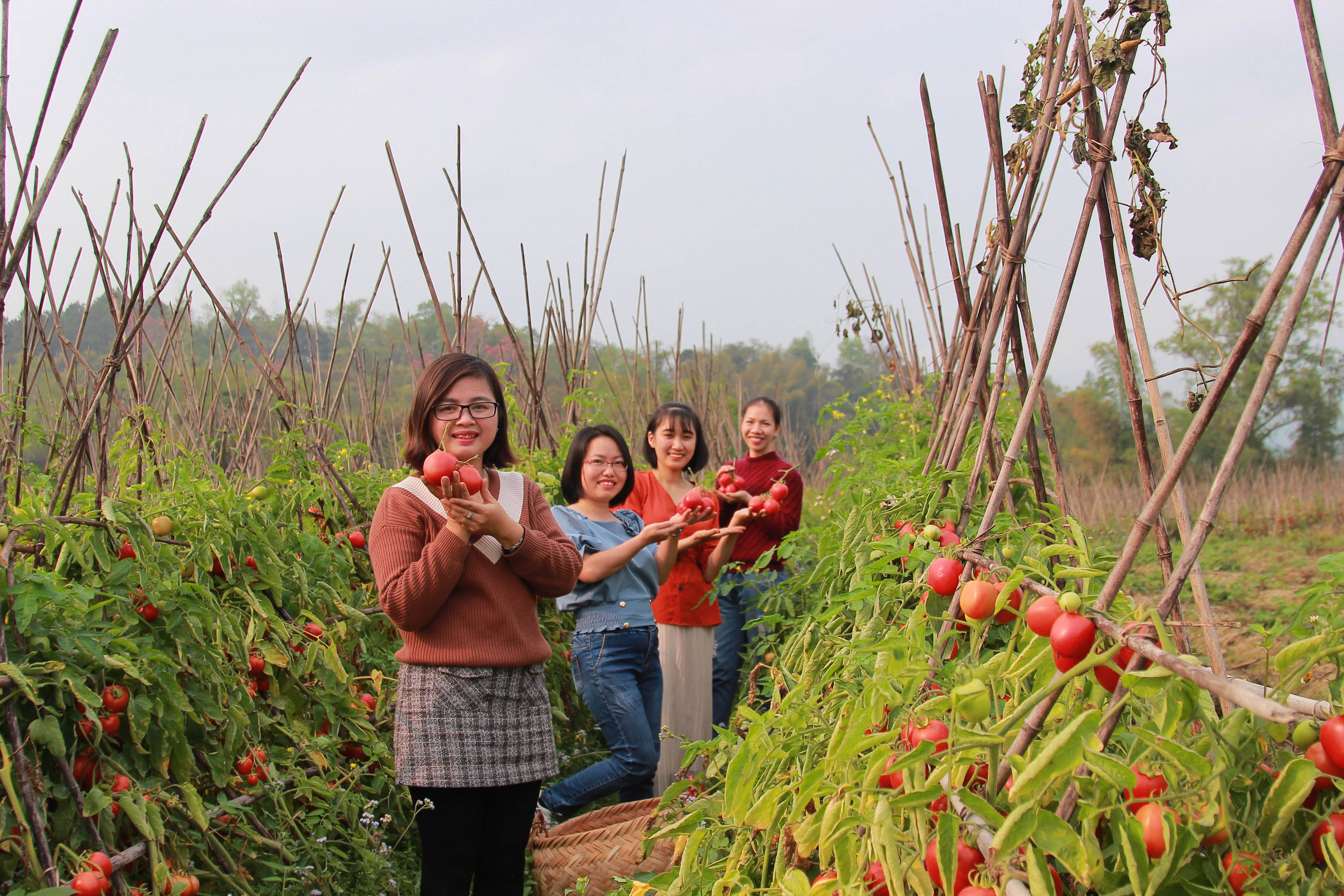 Du khách giúp người nông dân "giải cứu cà chua"