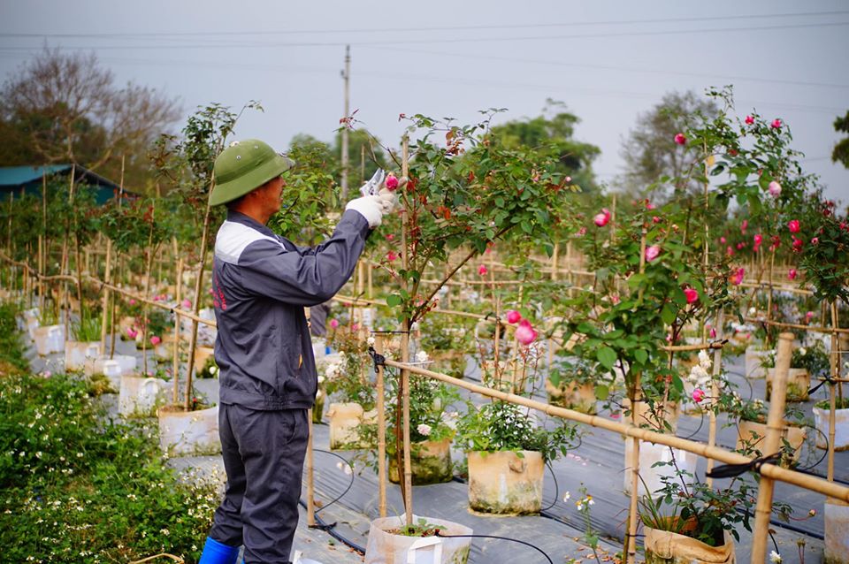 Vừa trồng hoa vừa làm du lịch - hướng đi mới của nhà vườn Cao Bằng