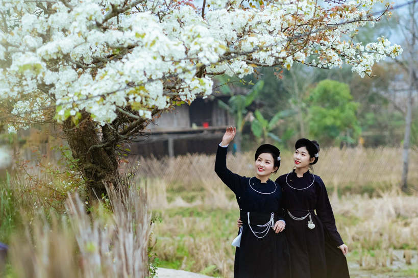 MÙA HOA LÊ TRẮNG TINH KHÔI - LỜI MỜI GỌI GIỮA  NON NƯỚC CAO BẰNG