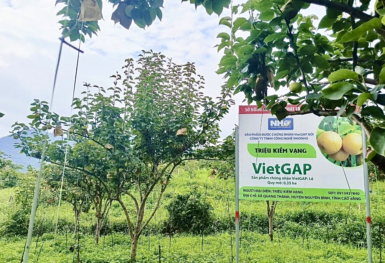 Lê xanh VietGAP Cao Bằng - sản phẩm được bảo đảm về chất lượng